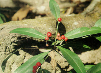 พวงตุ้มหู Ardisia pilosa Fletcher<br/>MYRSINACEAE